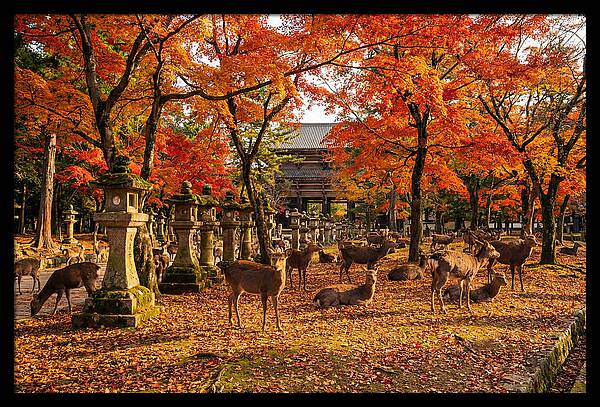 Nara Park In Autumn