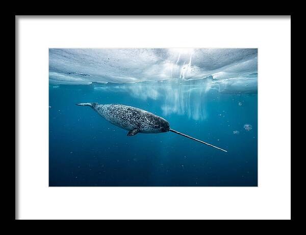Narwhal Gliding Through Ice