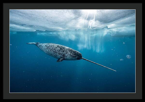 Narwhal Gliding Through Ice
