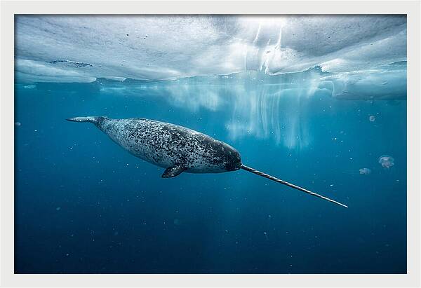 Narwhal Gliding Through Ice