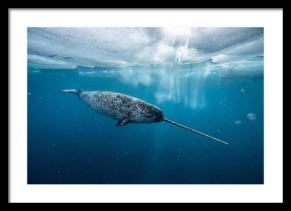 Narwhal Gliding Through Ice