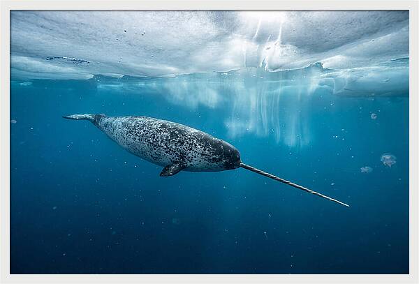 Narwhal Gliding Through Ice