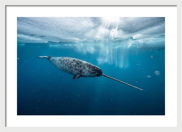 Narwhal Gliding Through Ice