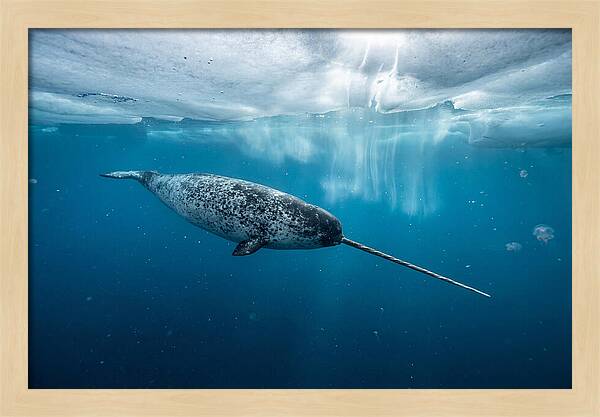 Narwhal Gliding Through Ice