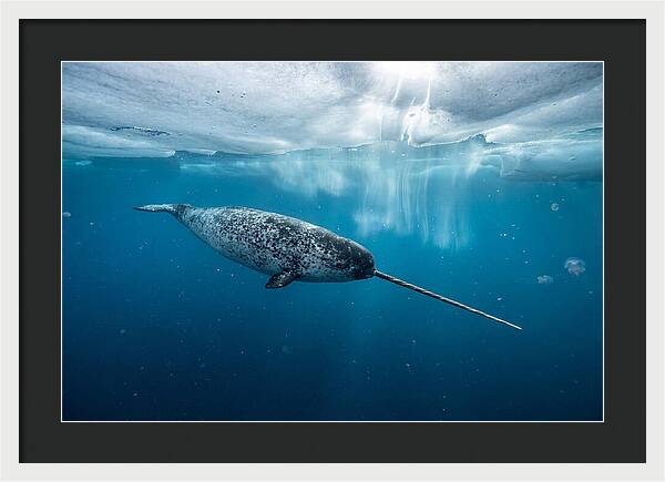 Narwhal Gliding Through Ice