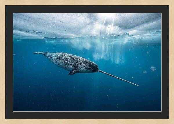 Narwhal Gliding Through Ice