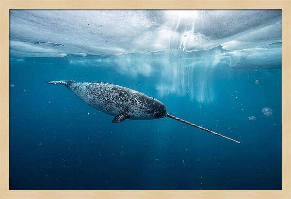 Narwhal Gliding Through Ice
