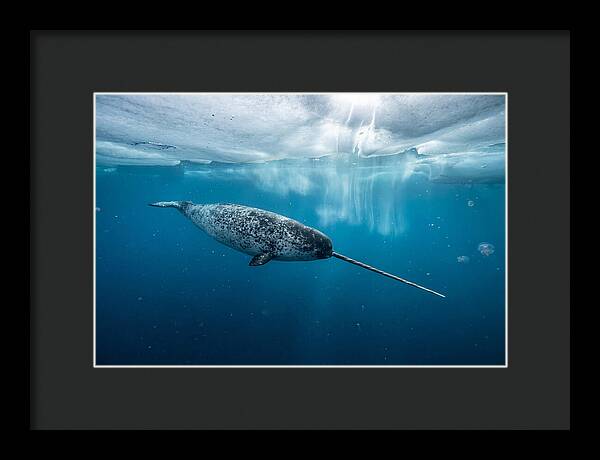 Narwhal Gliding Through Ice