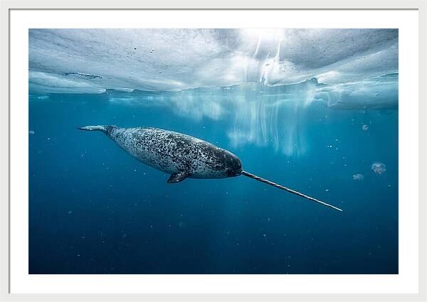 Narwhal Gliding Through Ice