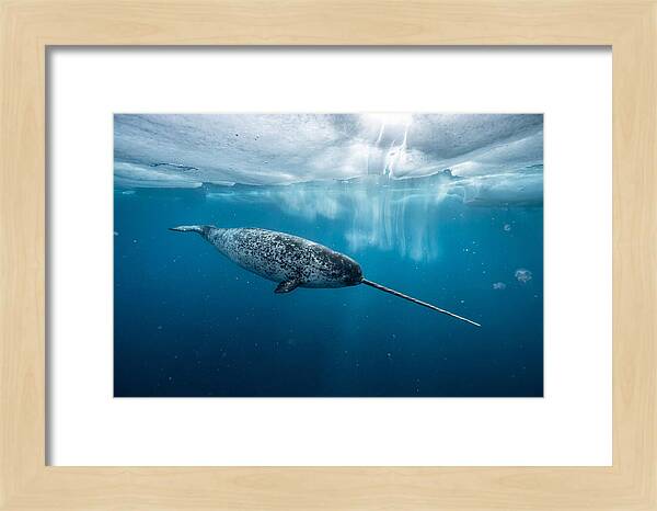 Narwhal Gliding Through Ice