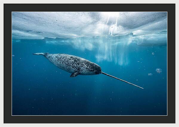 Narwhal Gliding Through Ice