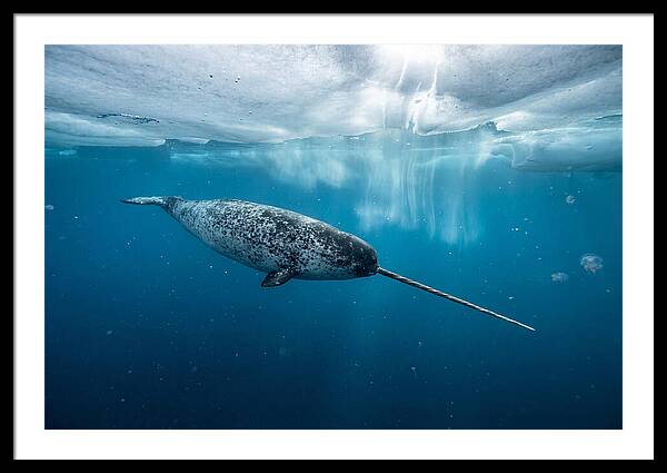 Narwhal Gliding Through Ice