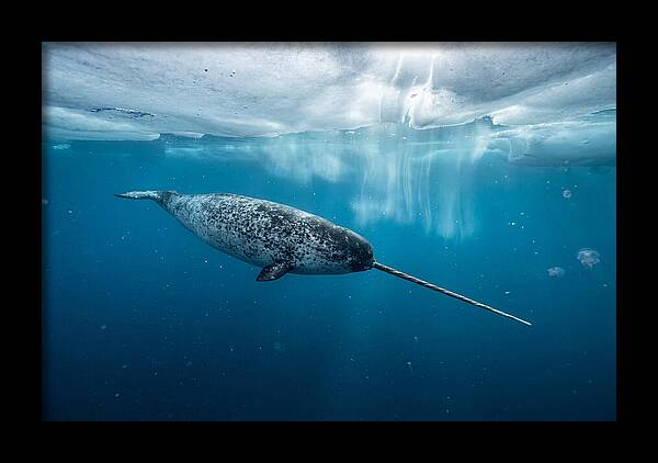 Narwhal Gliding Through Ice