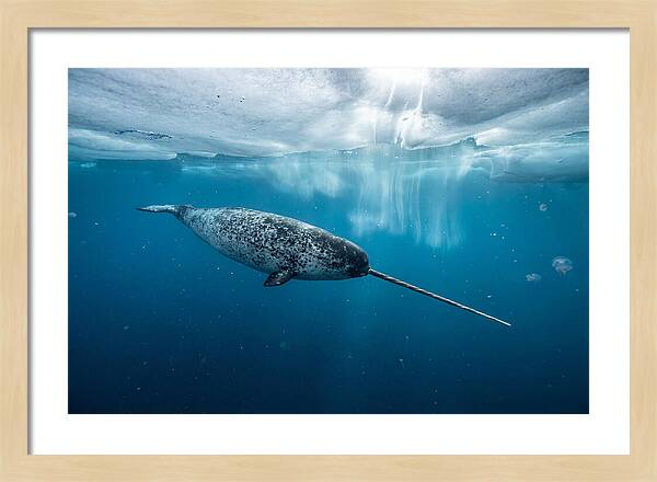 Narwhal Gliding Through Ice