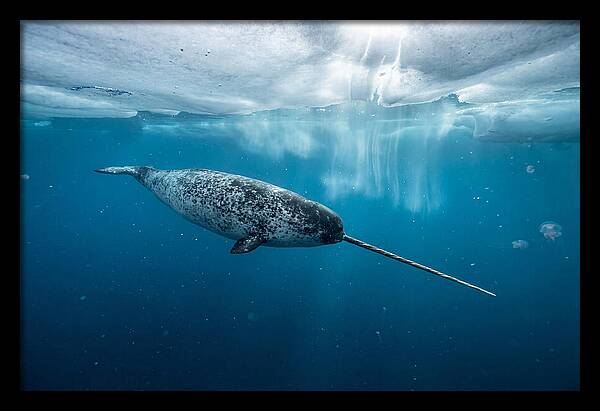 Narwhal Gliding Through Ice