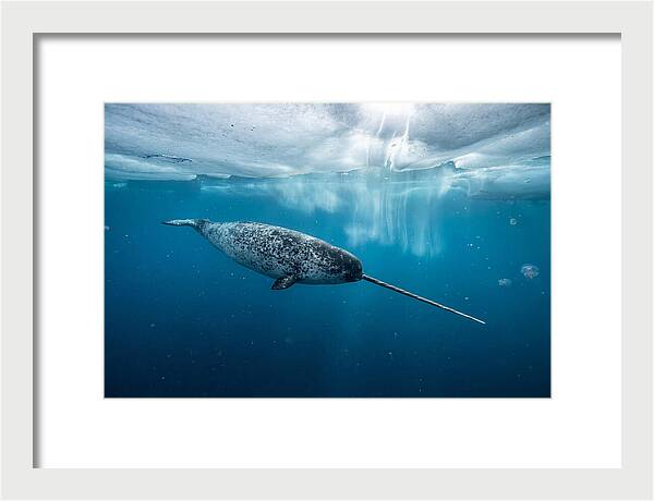 Narwhal Gliding Through Ice