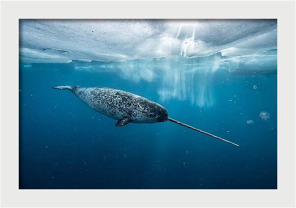 Narwhal Gliding Through Ice
