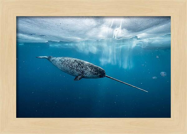 Narwhal Gliding Through Ice