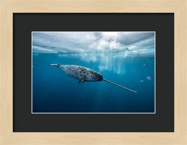 Narwhal Gliding Through Ice
