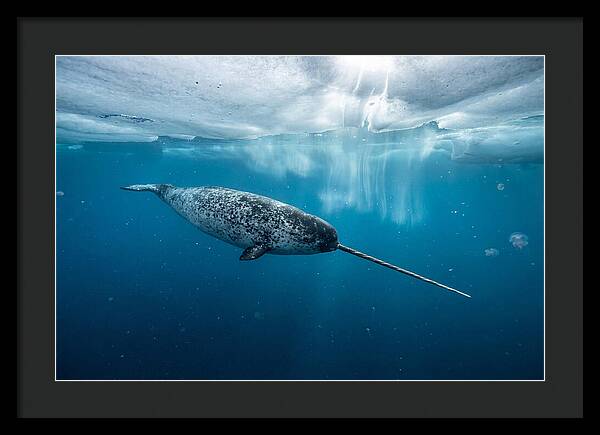 Narwhal Gliding Through Ice