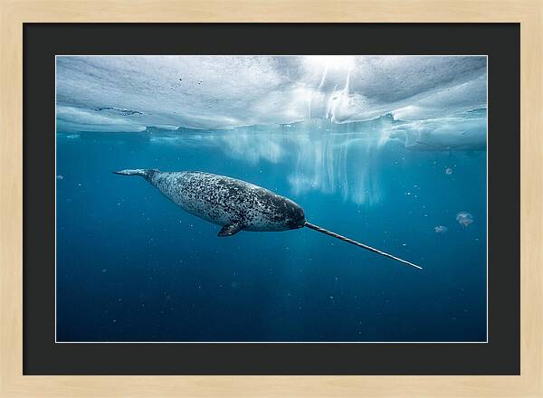 Narwhal Gliding Through Ice