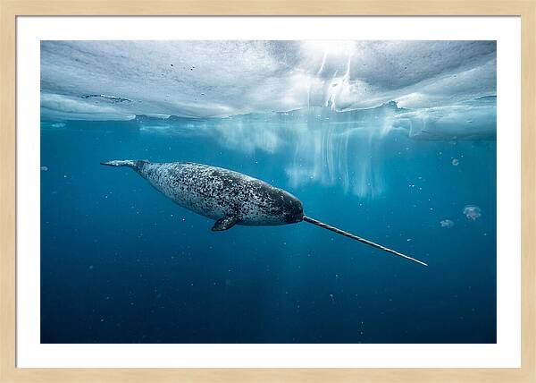 Narwhal Gliding Through Ice
