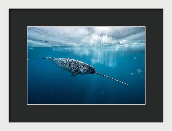 Narwhal Gliding Through Ice