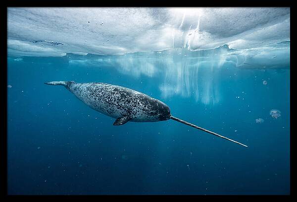 Narwhal Gliding Through Ice