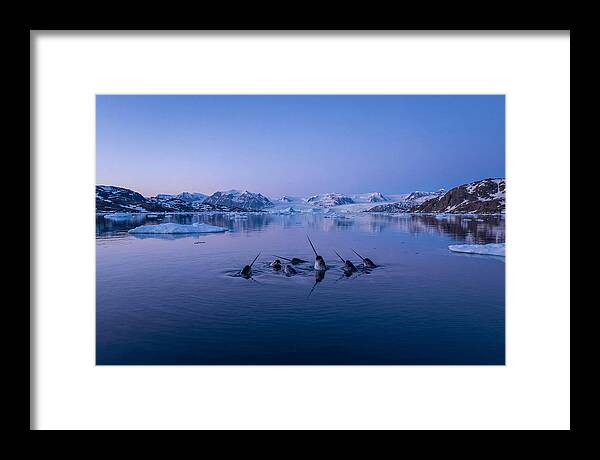 Narwhals In Serene Waters