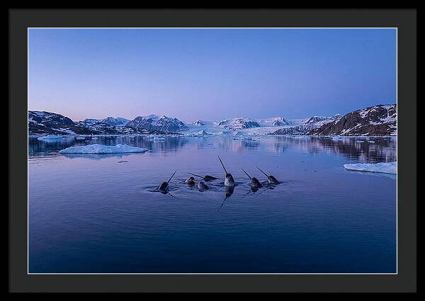 Narwhals In Serene Waters
