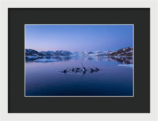 Narwhals In Serene Waters