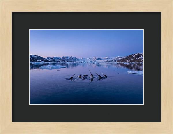 Narwhals In Serene Waters