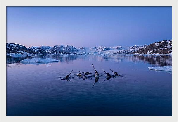 Narwhals In Serene Waters