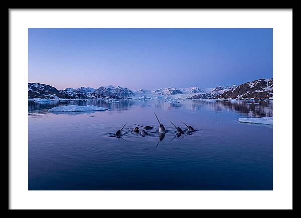 Narwhals In Serene Waters