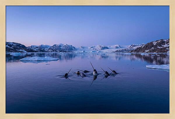 Narwhals In Serene Waters