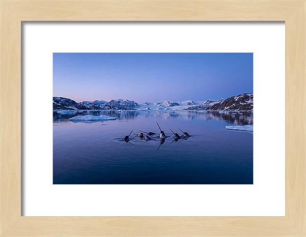 Narwhals In Serene Waters