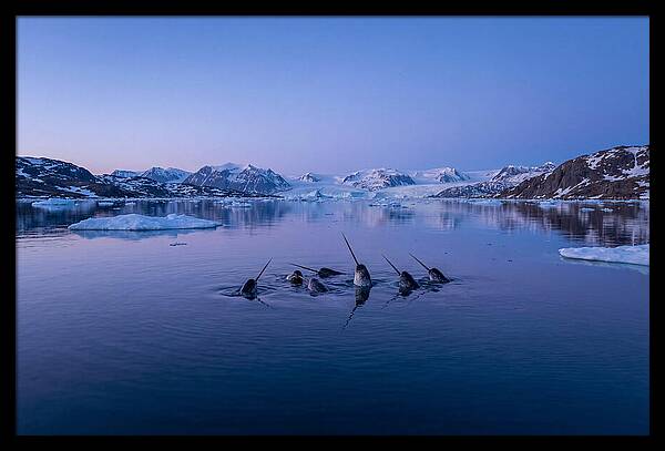 Narwhals In Serene Waters