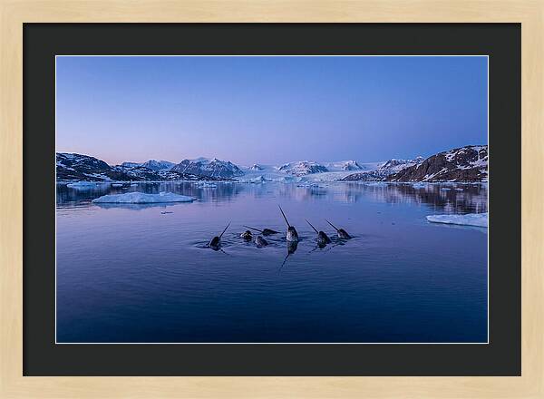 Narwhals In Serene Waters