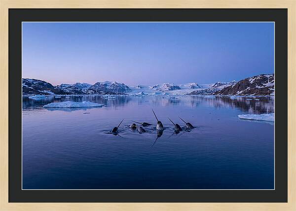 Narwhals In Serene Waters