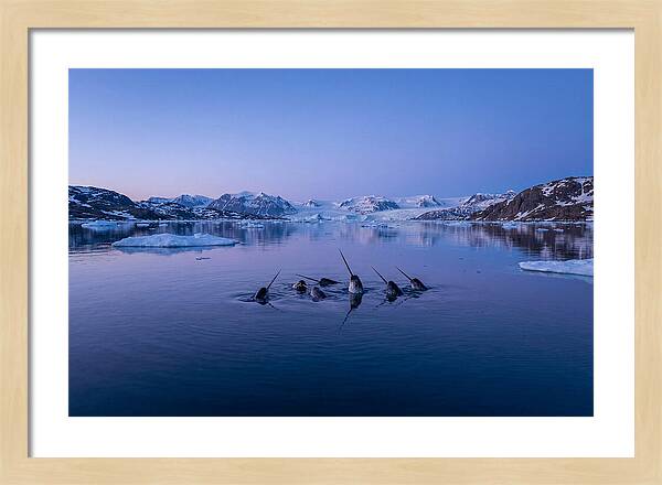 Narwhals In Serene Waters