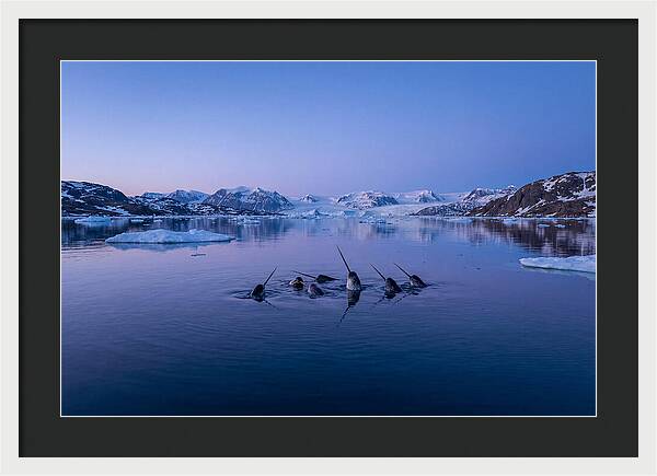 Narwhals In Serene Waters