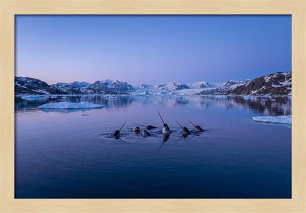 Narwhals In Serene Waters