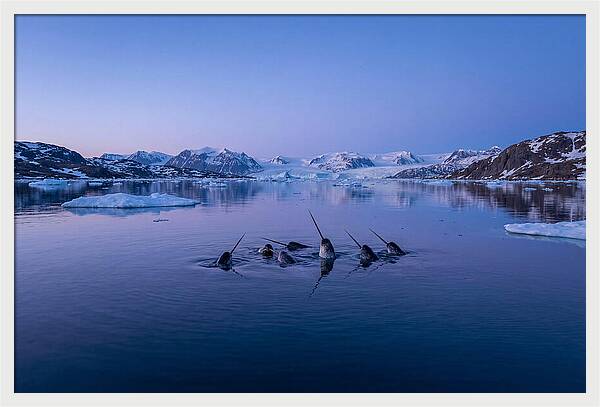 Narwhals In Serene Waters