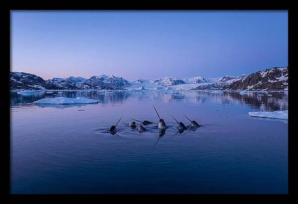 Narwhals In Serene Waters