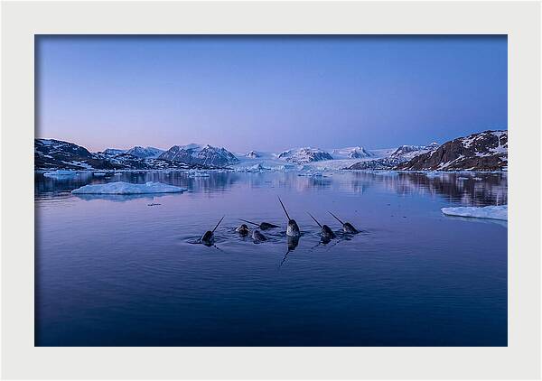 Narwhals In Serene Waters