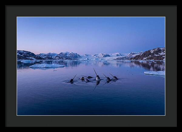 Narwhals In Serene Waters