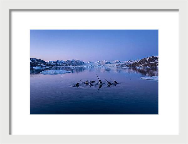 Narwhals In Serene Waters