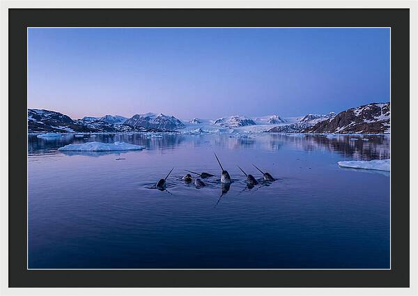 Narwhals In Serene Waters
