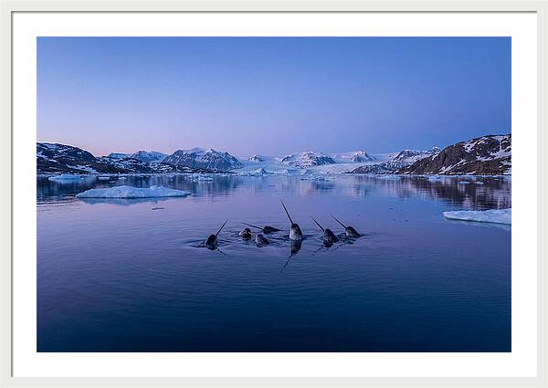 Narwhals In Serene Waters