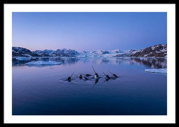Narwhals In Serene Waters